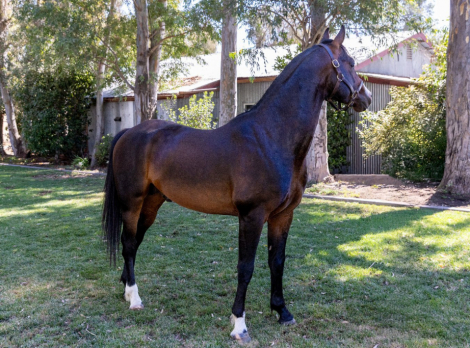 HorseID: 2293620 Apollo - PhotoID: 1087589