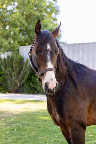 HorseID: 2293620 Apollo - PhotoID: 1087590