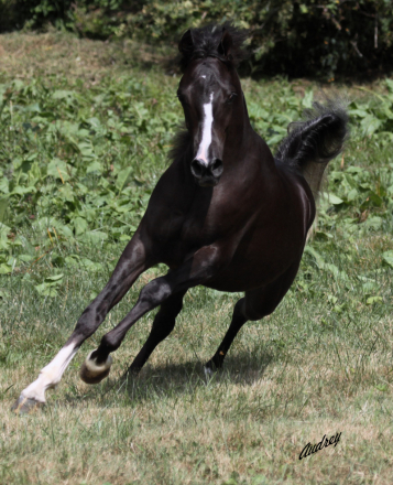 HorseID: 2293701 Hu Shai Imaan - PhotoID: 1086838