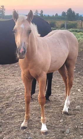 HorseID: 2293736 The Nu Gold Chex - PhotoID: 1087284