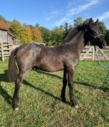 HorseID: 2293741 Raspotnik Moose - PhotoID: 1072946