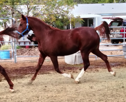 HorseID: 2294063 Yahs Bey Fame Muscat - PhotoID: 1087555