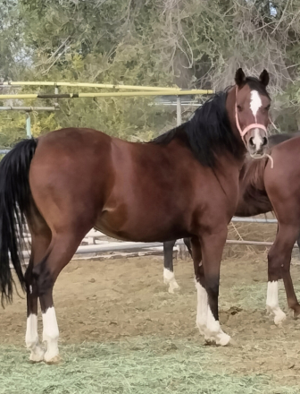 HorseID: 2294065 TU Sharita - PhotoID: 1087556