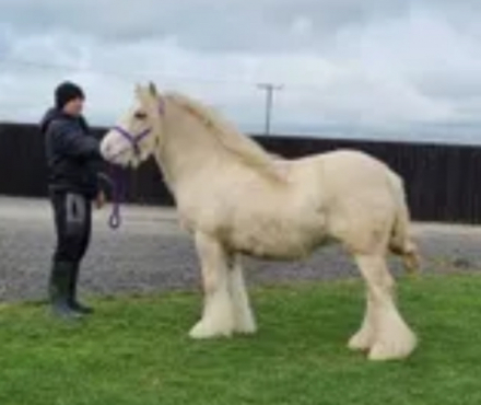 HorseID: 2294494 SD Cream Queen - PhotoID: 1084757