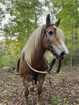 HorseID: 2294514 Barbie 2015 mare - PhotoID: 1087286