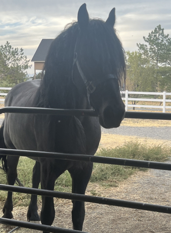 HorseID: 2294739 Fantasma - PhotoID: 1074225