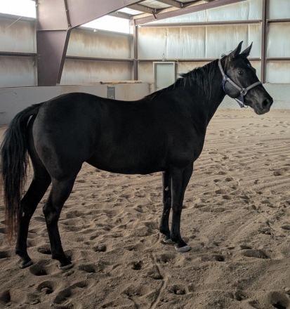 HorseID: 2295009 She Bee Stepping Out - PhotoID: 1087758