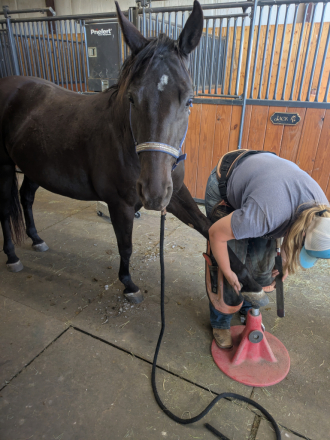 HorseID: 2295009 She Bee Stepping Out - PhotoID: 1087761