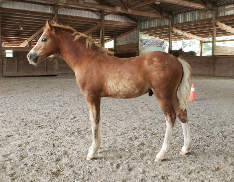 HorseID: 2295045 Eochaid Corwynt Bach - PhotoID: 1086626