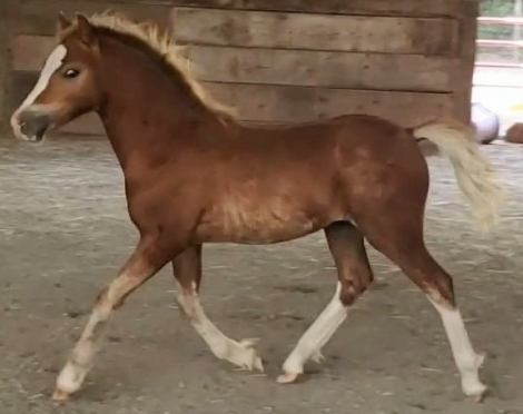 HorseID: 2295045 Eochaid Corwynt Bach - PhotoID: 1086627