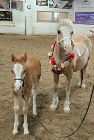 HorseID: 2295045 Eochaid Corwynt Bach - PhotoID: 1086628