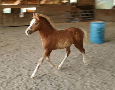 HorseID: 2295045 Eochaid Corwynt Bach - PhotoID: 1086629