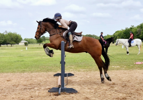 HorseID: 2295321 Par Darco SE - PhotoID: 1087506