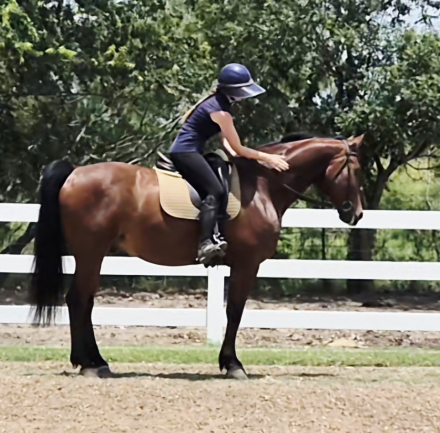 HorseID: 2295321 Par Darco SE - PhotoID: 1087509