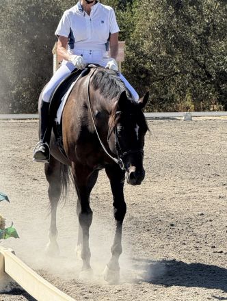 HorseID: 2295786 Divine Serenity - PhotoID: 1075754