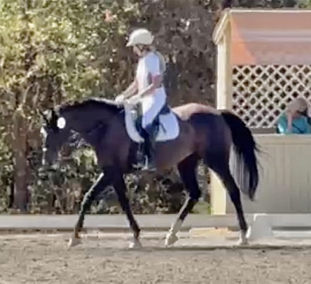 HorseID: 2295786 Divine Serenity - PhotoID: 1075755