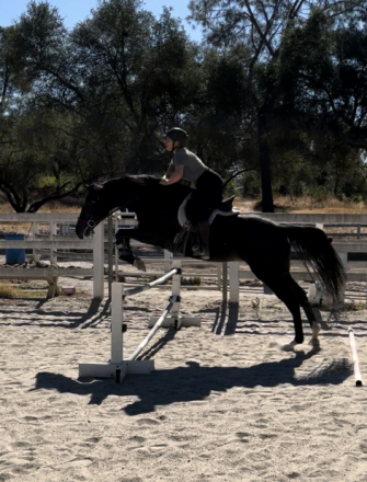 HorseID: 2295786 Divine Serenity - PhotoID: 1075756