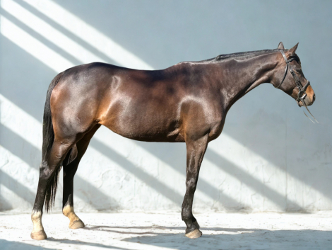 HorseID: 2295786 Divine Serenity - PhotoID: 1075757