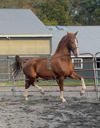 HorseID: 2295828 Princess Grace - PhotoID: 1087756