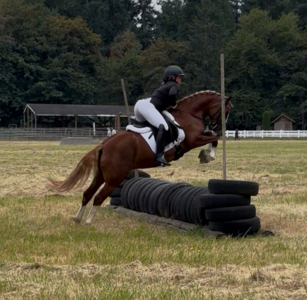 HorseID: 2295858 Looking for your next SUPERSTAR?!! - PhotoID: 1087432