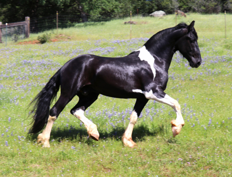 HorseID: 2295868 Mezzanotte Fortuna WOH - PhotoID: 1087833