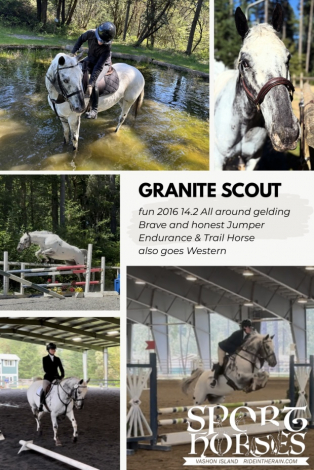 HorseID: 2295940 Granite Scout - PhotoID: 1087257
