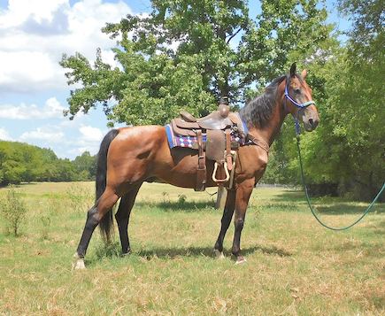 HorseID: 2295965 Ivan - PhotoID: 1087767