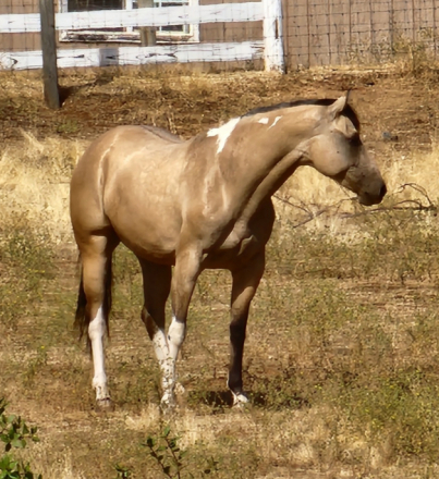 HorseID: 2295999 Wardrums Summer Sage - PhotoID: 1087654