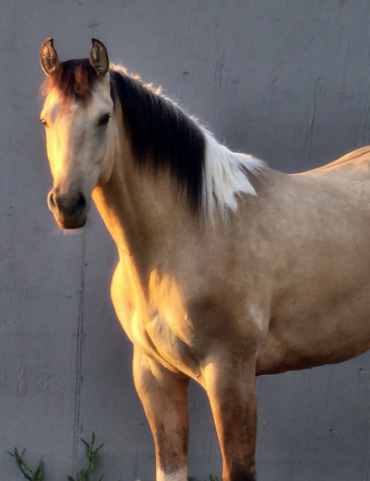 HorseID: 2295999 Wardrums Summer Sage - PhotoID: 1087655