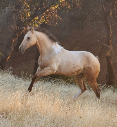 HorseID: 2295999 Wardrums Summer Sage - PhotoID: 1087656