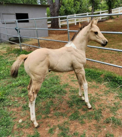 HorseID: 2295999 Wardrums Summer Sage - PhotoID: 1087657