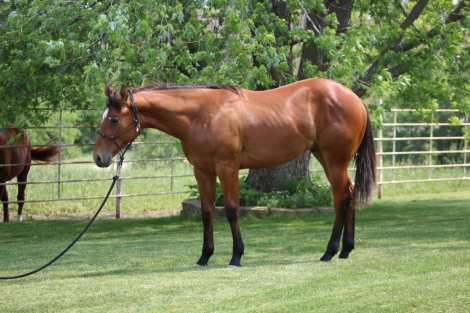 HorseID: 2296040 MADEFOURINVESTMENT - PhotoID: 1086715