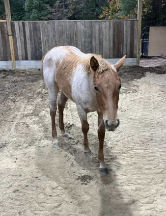 HorseID: 2296100 MISS MAJESTIC MVP - PhotoID: 1076188