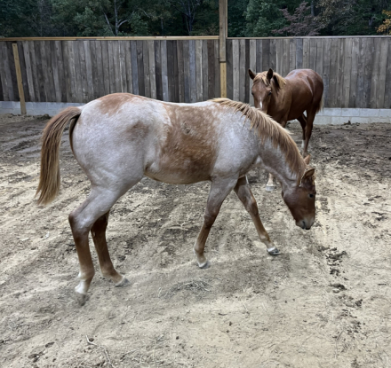 HorseID: 2296100 MISS MAJESTIC MVP - PhotoID: 1076187