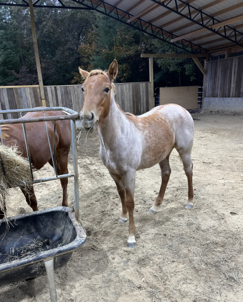 HorseID: 2296100 MISS MAJESTIC MVP - PhotoID: 1078221