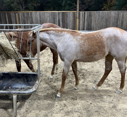 HorseID: 2296100 MISS MAJESTIC MVP - PhotoID: 1087187