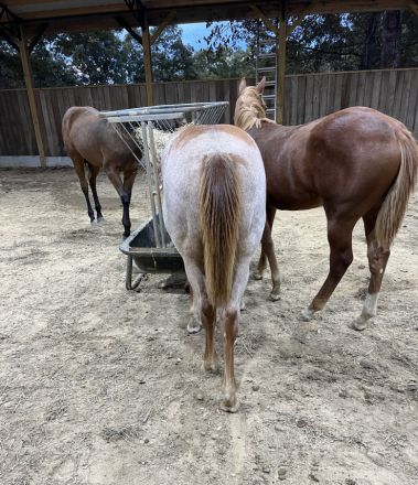 HorseID: 2296100 MISS MAJESTIC MVP - PhotoID: 1087438