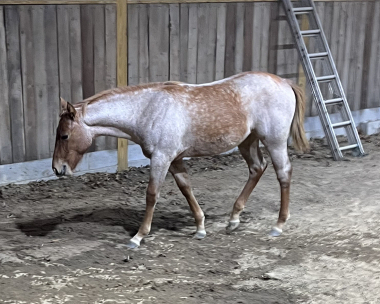 HorseID: 2296100 MISS MAJESTIC MVP - PhotoID: 1087603