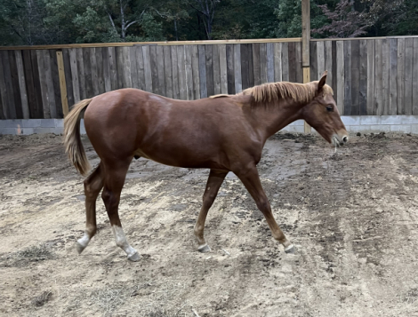 HorseID: 2296105 METALLIC ONE TIME - PhotoID: 1077840