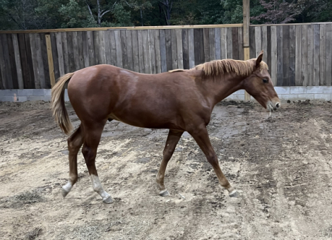 HorseID: 2296105 METALLIC ONE TIME - PhotoID: 1076194