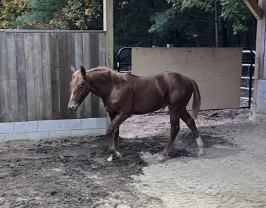 HorseID: 2296105 METALLIC ONE TIME - PhotoID: 1086577