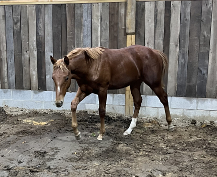 HorseID: 2296105 METALLIC ONE TIME - PhotoID: 1086578