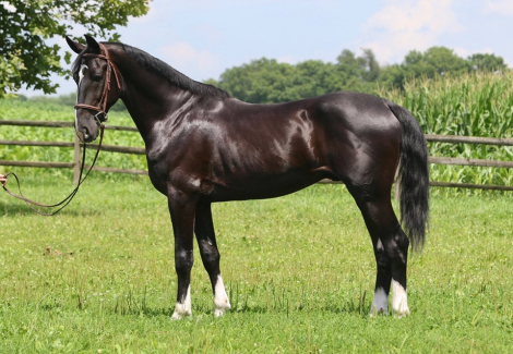 HorseID: 2296119 Albert's Gambler - PhotoID: 1087276