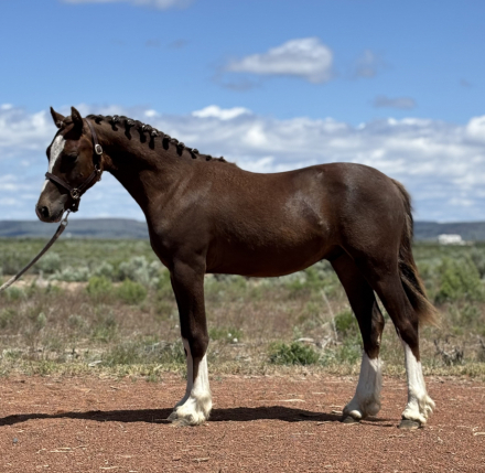 HorseID: 2296158 SpringSong Royal Enfeild - PhotoID: 1087433