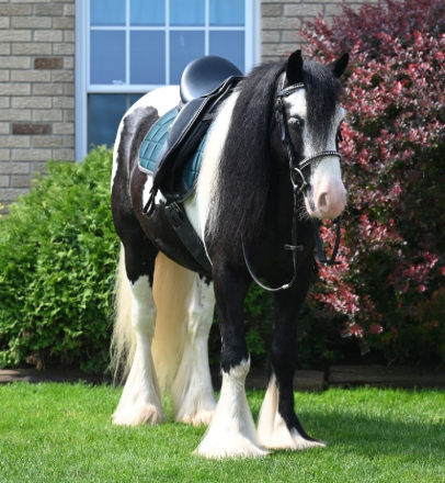 HorseID: 2296171 Autumn Hollow Celtic Thunder - PhotoID: 1086650