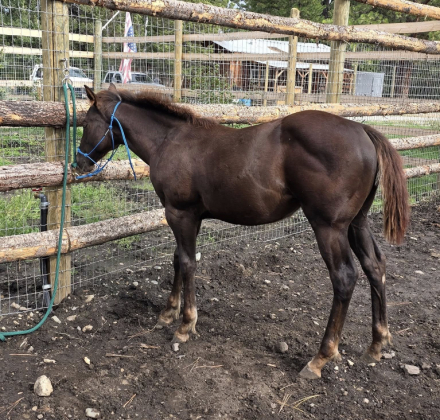 HorseID: 2296215 FLINGIN BUGS ON FIRE - PhotoID: 1086926