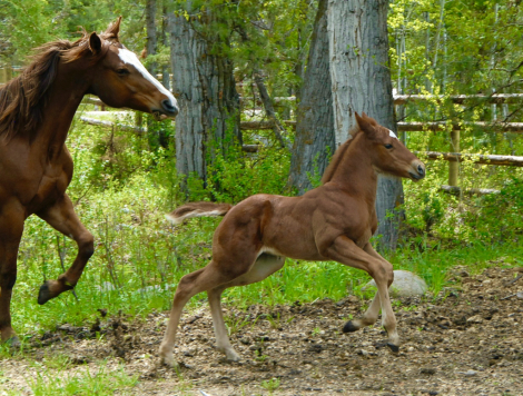 HorseID: 2296215 FLINGIN BUGS ON FIRE - PhotoID: 1086927