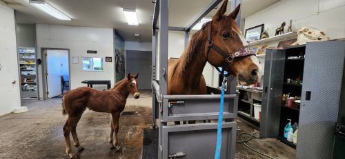 HorseID: 2296215 FLINGIN BUGS ON FIRE - PhotoID: 1086928