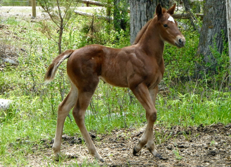 HorseID: 2296215 FLINGIN BUGS ON FIRE - PhotoID: 1086929