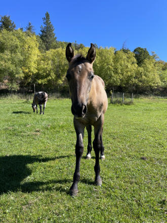 HorseID: 2296710 HAMMED UP WITH DUN - PhotoID: 1087097